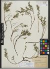 Foto von Salix repens subsp. rosmarinifolia (L.) Andersson